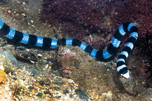 Yellow-lipped sea krait/Photographed with a Canon 60 mm m... by Laurie Slawson 